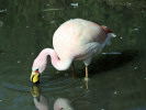 James's Flamingo (WWT Slimbridge April 2011) - pic by Nigel Key